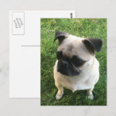 Pug Puppy Foto Briefkaart (Voorkant / Achterkant)