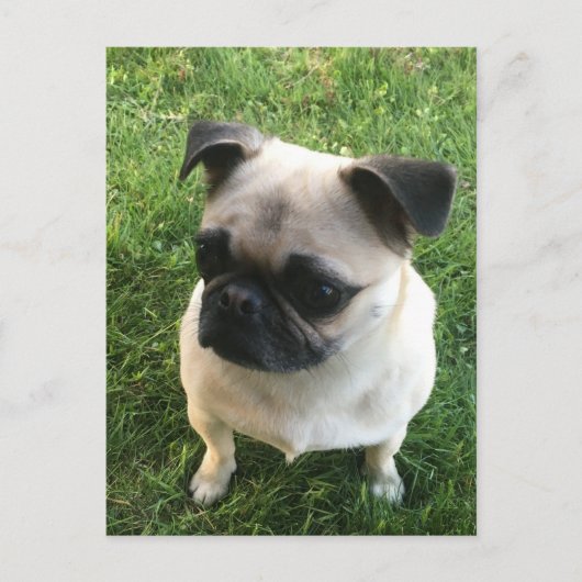 Pug Puppy Foto Briefkaart (Voorkant)