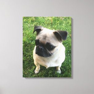 Pug Puppy Foto Canvas Afdruk