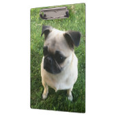Pug Puppy Foto Klembord (Links)