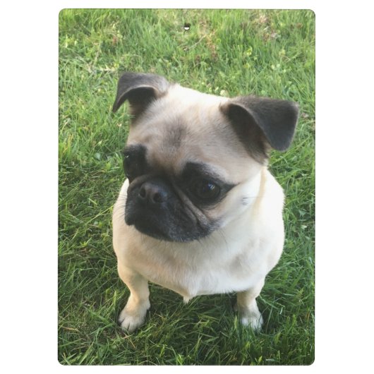 Pug Puppy Foto Klembord (Achterkant)
