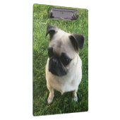 Pug Puppy Foto Klembord (Rechts)