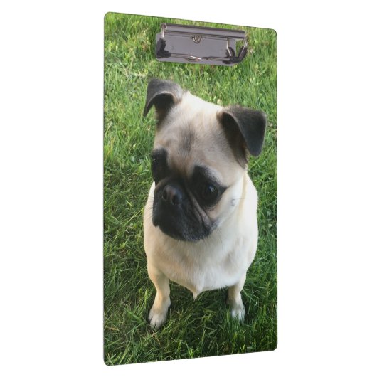 Pug Puppy Foto Klembord (Rechts)