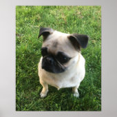 Pug Puppy Foto Poster (Voorkant)