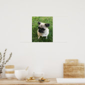 Pug Puppy Foto Poster (Keuken)