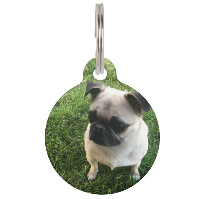 Pug Puppy Huisdierpenning (Voorkant)