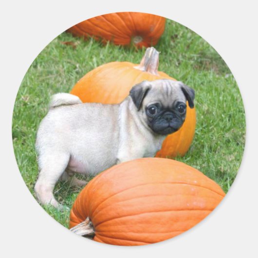 Pug puppy in pompoenen stickers (Voorkant)