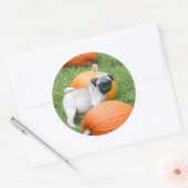 Pug puppy in pompoenen stickers (Envelop)