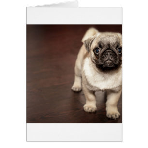 pug-puppy in sepia