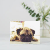 Pug Puppy Lazing op de grond Briefkaart (Staand voorkant)