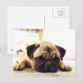 Pug Puppy Lazing op de grond Briefkaart (Voorkant / Achterkant)