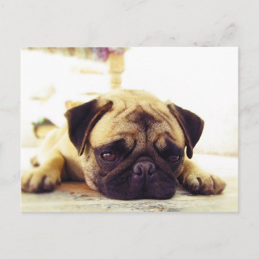 Pug Puppy Lazing op de grond Briefkaart (Voorkant)