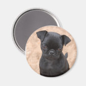 Pug puppy magneet (Voorkant / Achterkant)