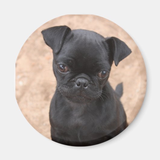 Pug puppy magneet (Voorkant)