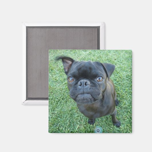 Pug puppy magneet (Voorkant / Achterkant)
