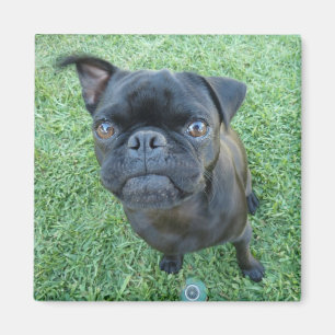 Pug puppy magneet