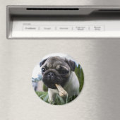 Pug Puppy Magneet (Insitu (Vaatwasser))