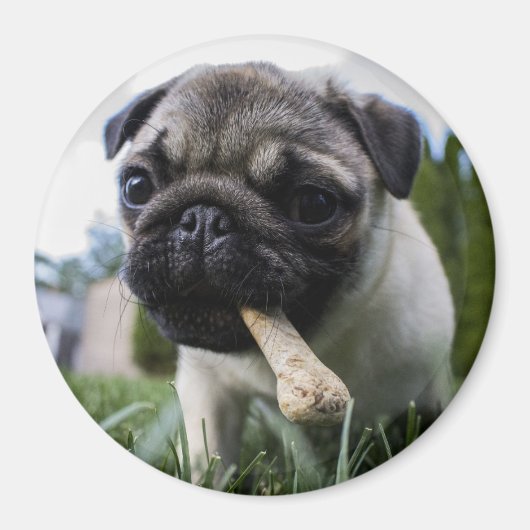 Pug Puppy Magneet (Voorkant)