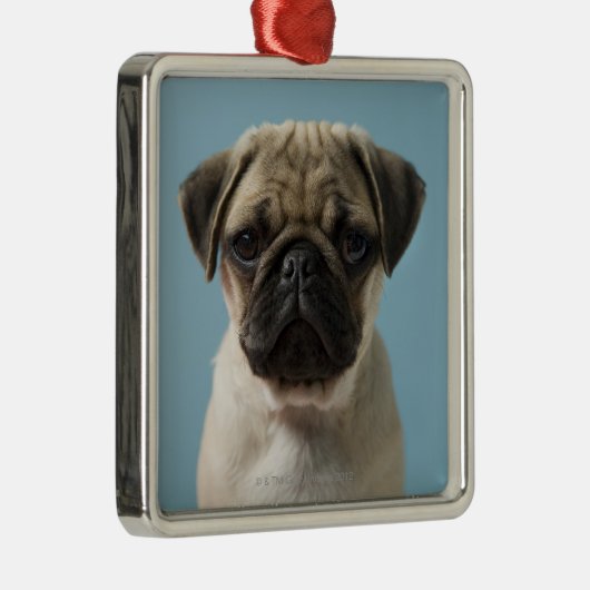 Pug Puppy Metalen Ornament (Rechts)