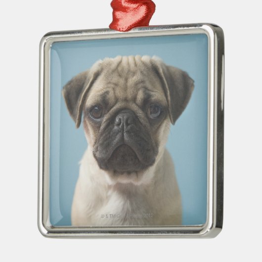 Pug Puppy Metalen Ornament (Links)