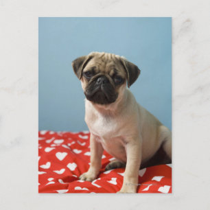 Pug puppy op bed briefkaart