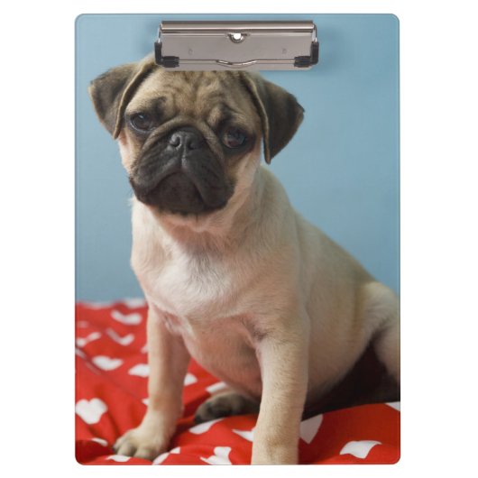 Pug puppy op bed klembord (Voorkant)