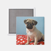 Pug puppy op bed magneet (Voorkant / Achterkant)