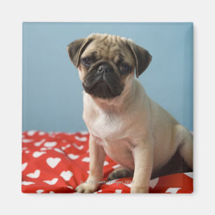 Pug puppy op bed magneet