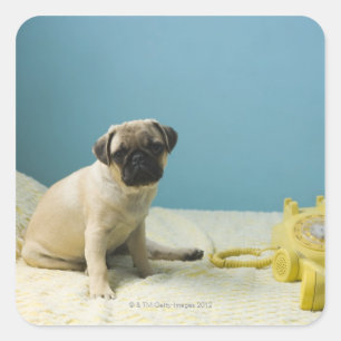Pug puppy op bed naast de telefoon en vierkante sticker