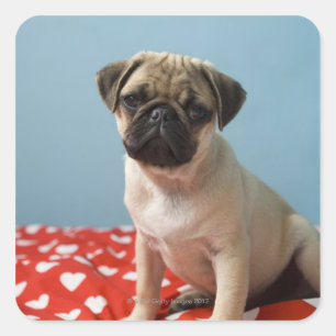 Pug puppy op bed vierkante sticker