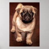 Pug Puppy Poster (Voorkant)