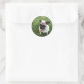 Pug Puppy Ronde Sticker (Tas)