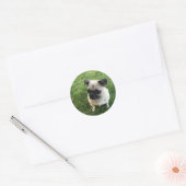 Pug Puppy Ronde Sticker (Envelop)