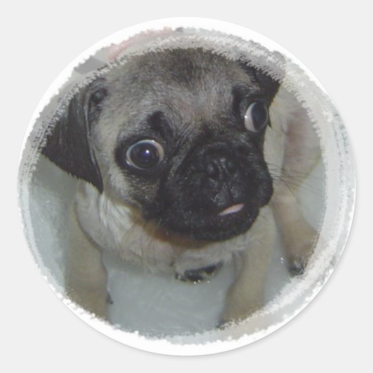 Pug Puppy Ronde Sticker (Voorkant)
