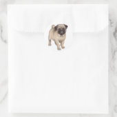 Pug Puppy Sticker (Tas)