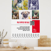 Pug puppy te koop poster sjablonen (Keuken)