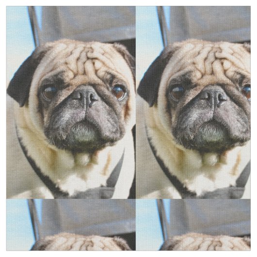 Pug q stof (Close Up)