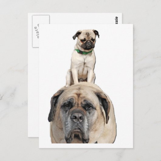 Pug Riding a Mastiff Briefkaarten (Voorkant / Achterkant)