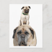 Pug Riding a Mastiff Briefkaarten (Voorkant)
