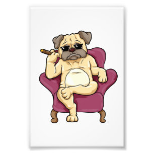 Pug-roker Werkelijke koele pug Dog Foto Afdruk