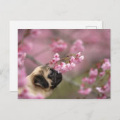 Pug Smelling Cherry Blossom Briefkaart (Voorkant / Achterkant)