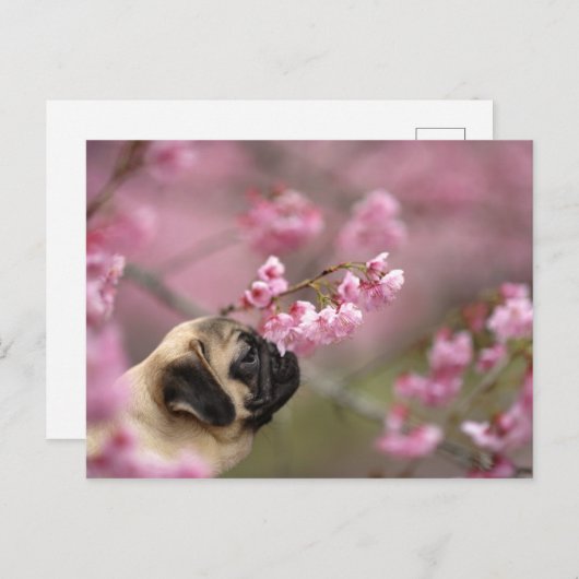 Pug Smelling Cherry Blossom Briefkaart (Voorkant / Achterkant)