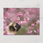 Pug Smelling Cherry Blossom Briefkaart (Voorkant)