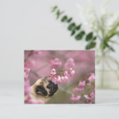 Pug Smelling Cherry Blossom Briefkaart (Staand voorkant)
