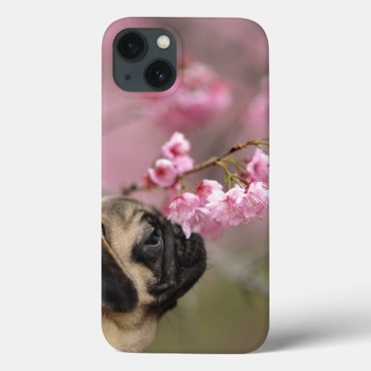 Pug Smelling Cherry Blossom Case-Mate iPhone Case (Achterkant)