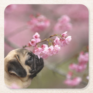 Pug Smelling Cherry Blossom Kartonnen Onderzetters