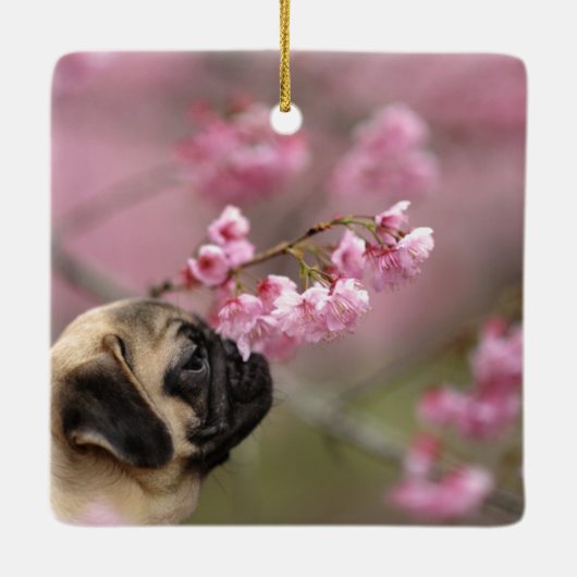Pug Smelling Cherry Blossom Keramisch Ornament (Achterkant)