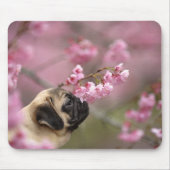 Pug Smelling Cherry Blossom Muismat (Voorkant)