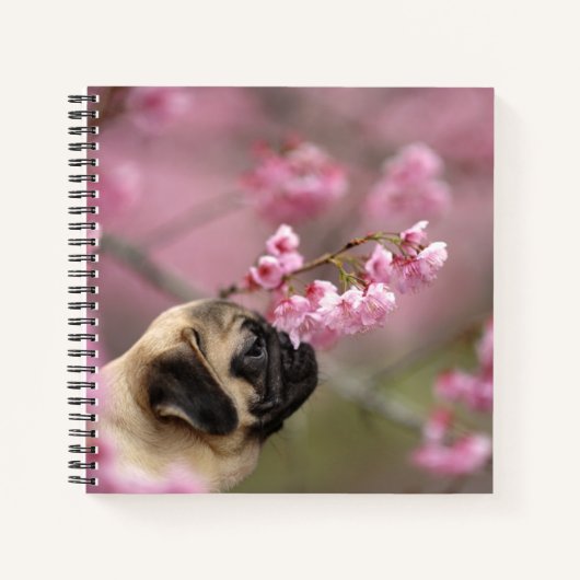 Pug Smelling Cherry Blossom Notitieboek (Voorkant)