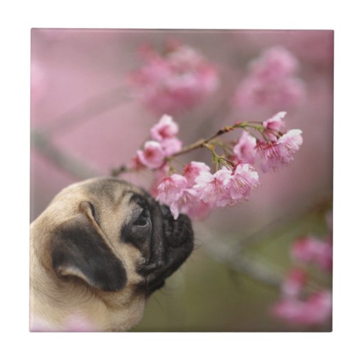 Pug Smelling Cherry Blossom Tegeltje (Voorkant)